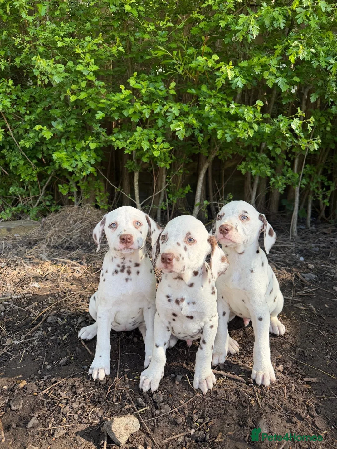 Dalmatian dogs for sale: Liver spot Dalmatian puppy’s  - Advert 2