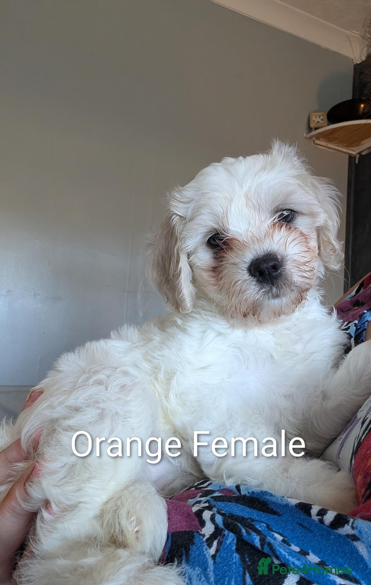 Cavachon dogs Cavachon 1 girl left - Advert 2