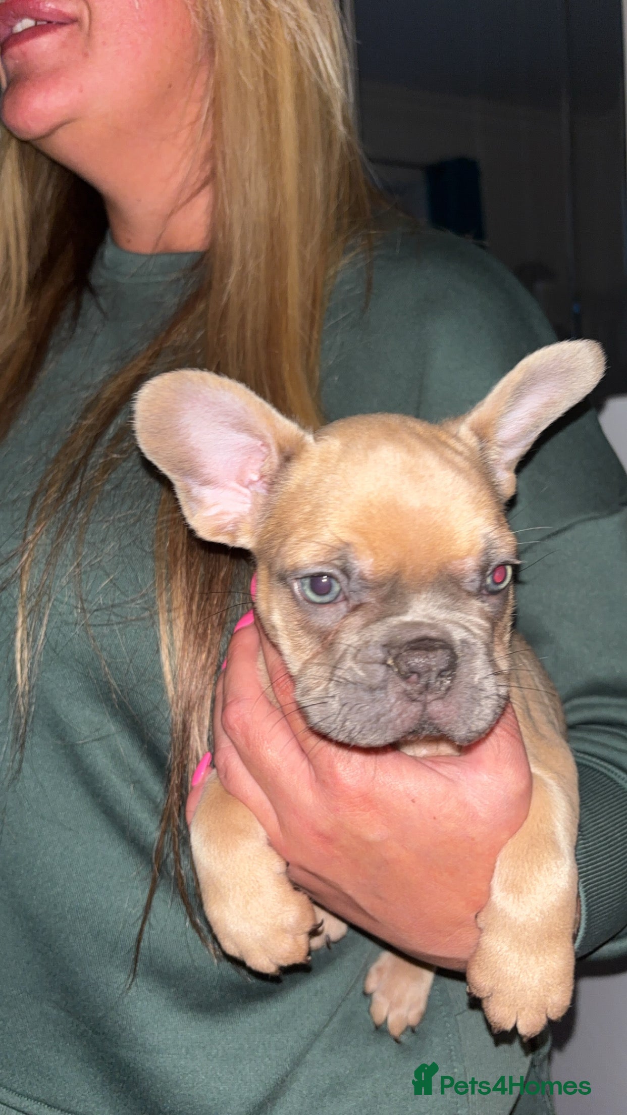 French Bulldog dogs French bulldog  - Advert 2