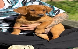 Labrador Retriever dogs for sale: Fox Red /  Mahogany Labradors  - Image 25