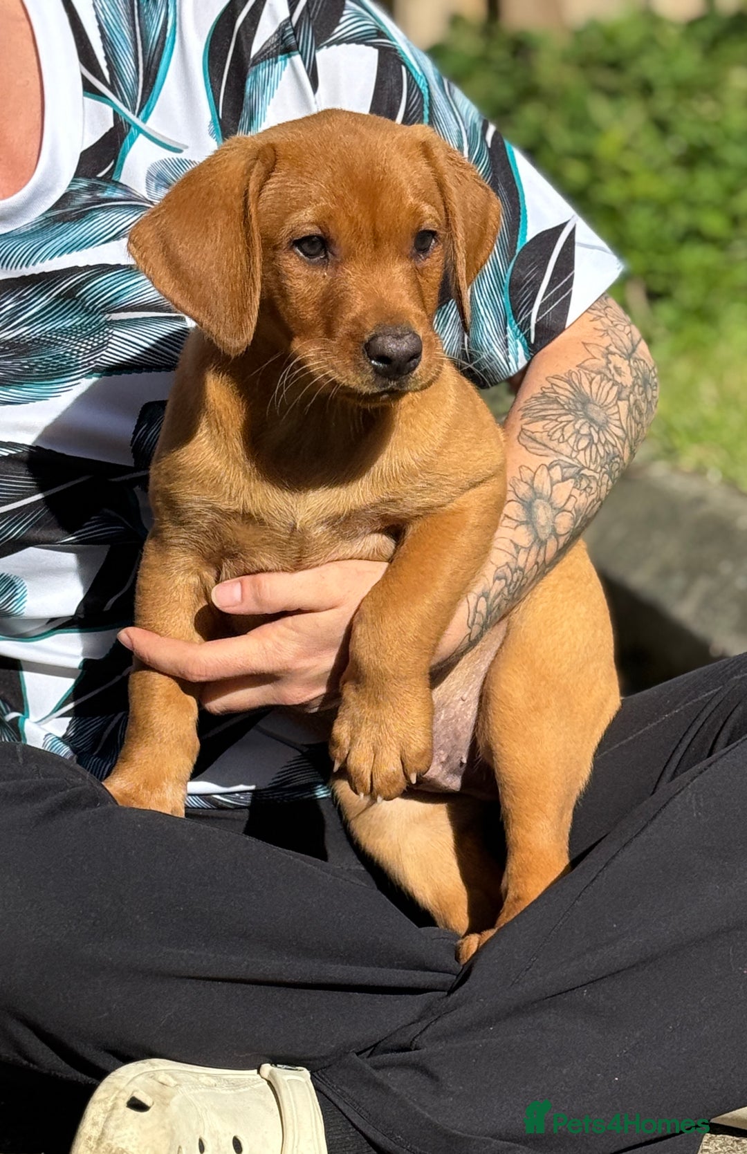 Labrador Retriever dogs for sale: Fox Red /  Mahogany Labradors  - Image 25