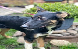 Mixed Breed dogs for adoption: 💖🐶 LINDA 🐶💖 - Image 12