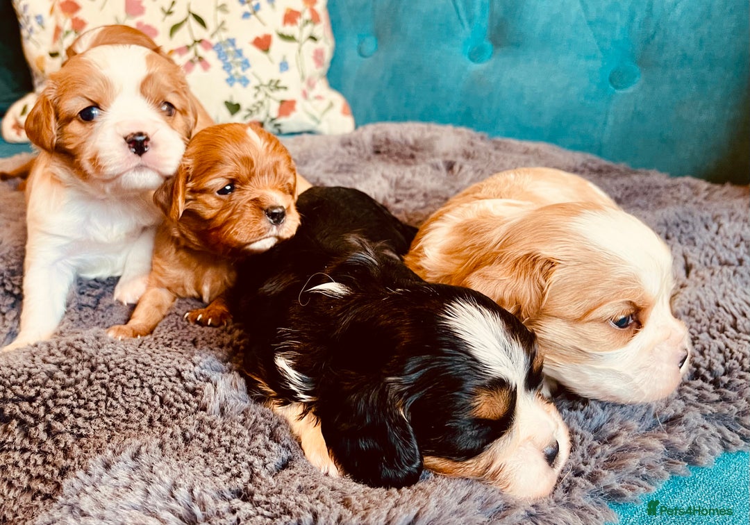 Cavalier King Charles Spaniel dogs for sale: Stunning KC Cavalier King Charles Spaniel Puppies. - Image 3