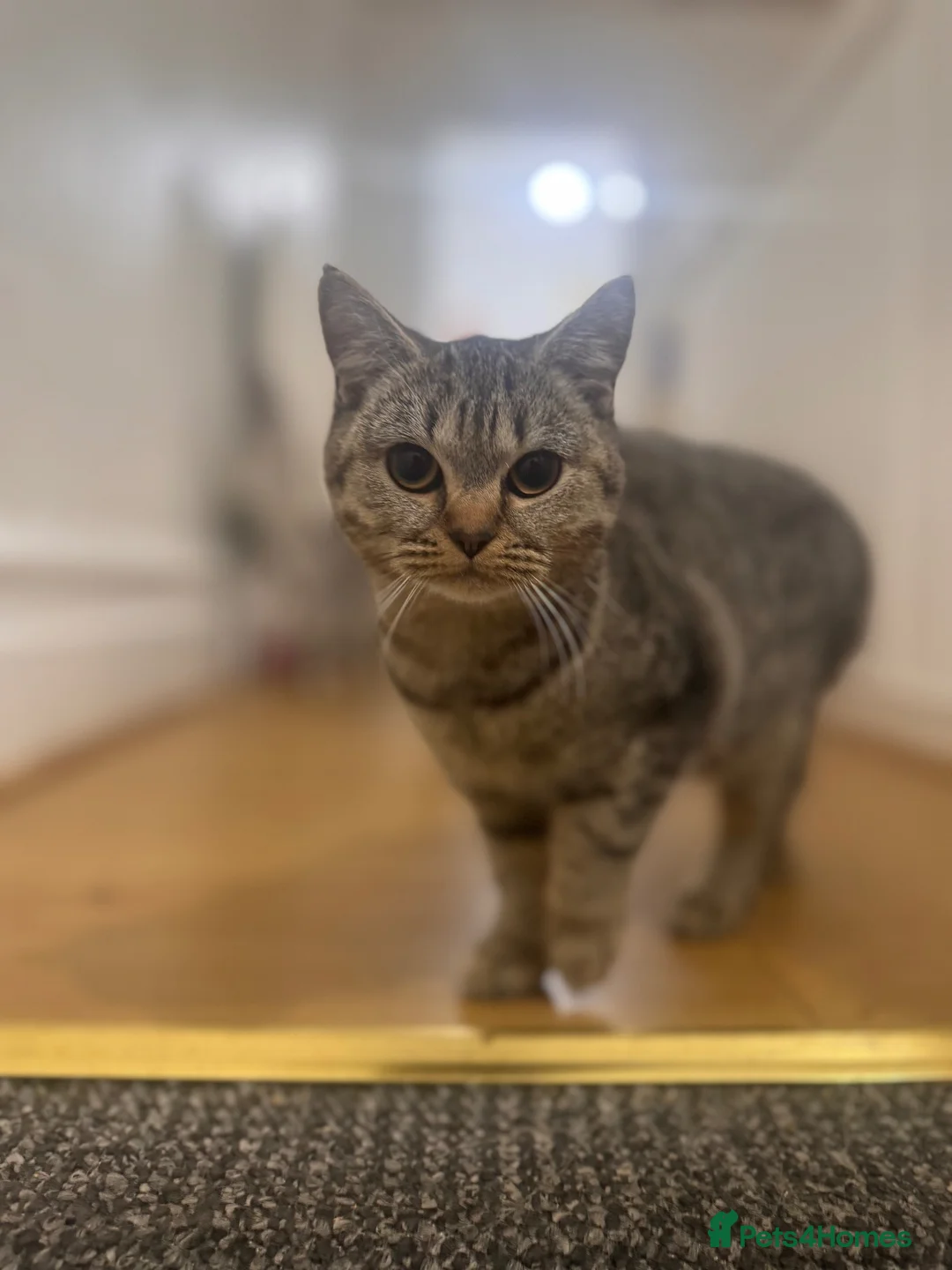 British Shorthair cats for sale: Fawn Female Tabby British Shorthair  in Manchester - Advert 5