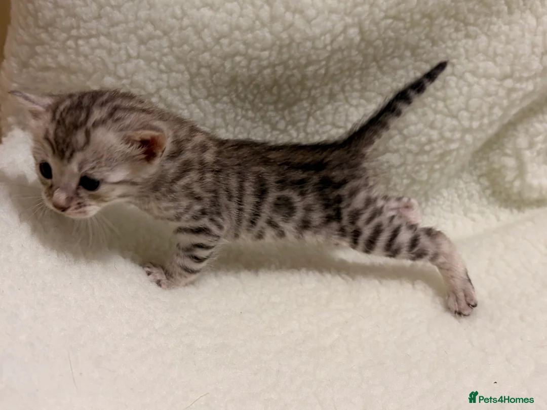 Bengal cats for sale: Bengal kittens - Advert 16