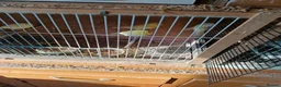 Canaries birds for sale: 10 canaries - Advert 3