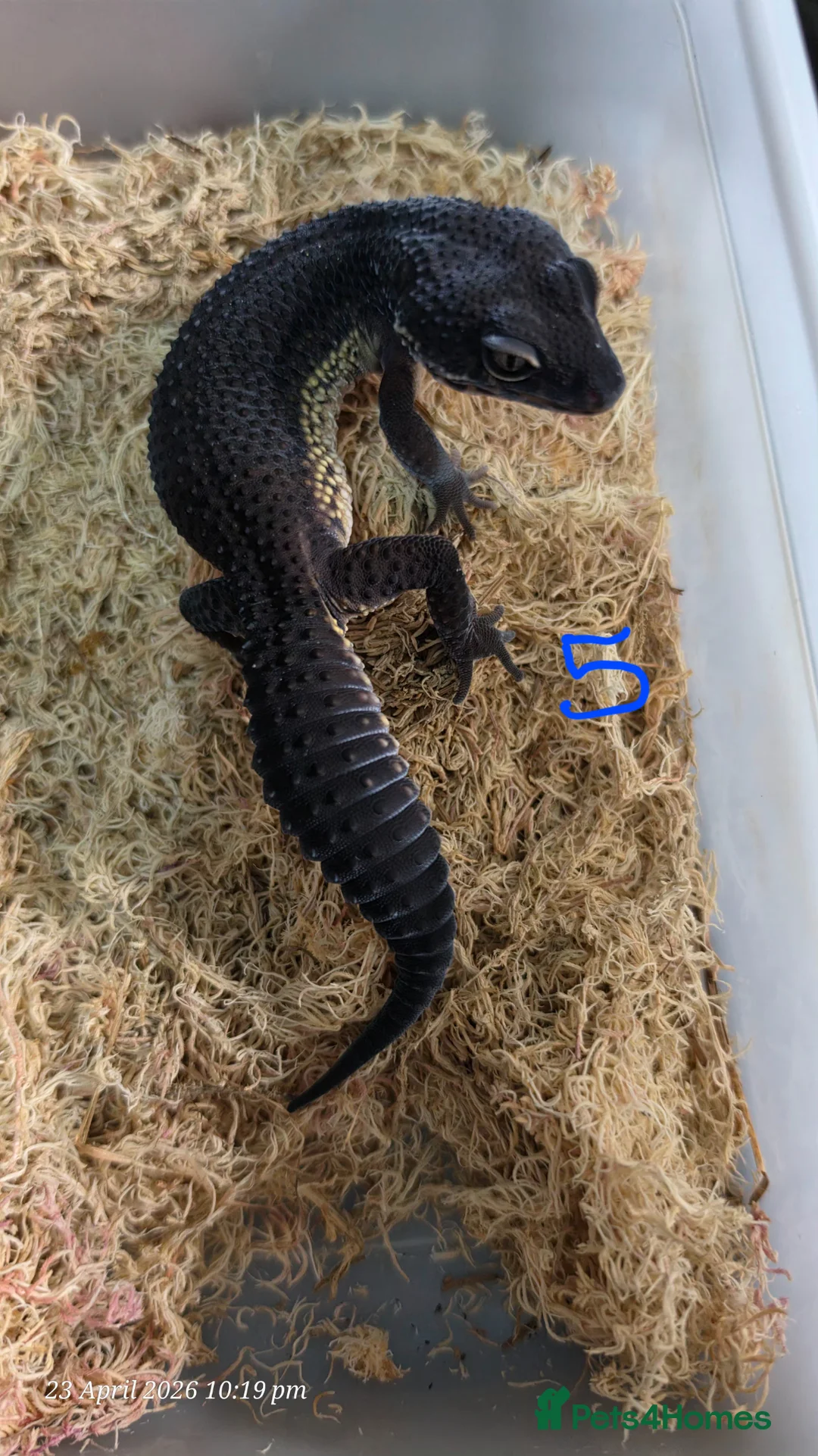 Gecko reptiles for sale: 2024 black night leopard gecko female group - Advert 4