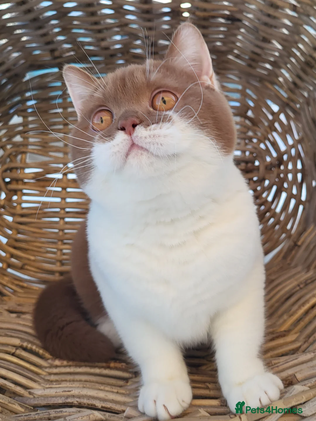 British Shorthair cats for sale: Stunning British Shorthair Kittens  - Advert 9