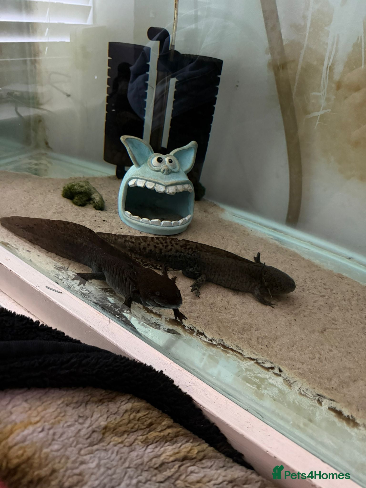 Axolotl reptiles 3 axolotl for sale - Advert 10