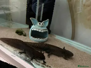 Axolotl reptiles 3 axolotl for sale - Advert 21