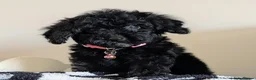 Cavapoochon dogs for sale: Extensively Tested Cavapoochons Fully Vaccinated  - Advert 19