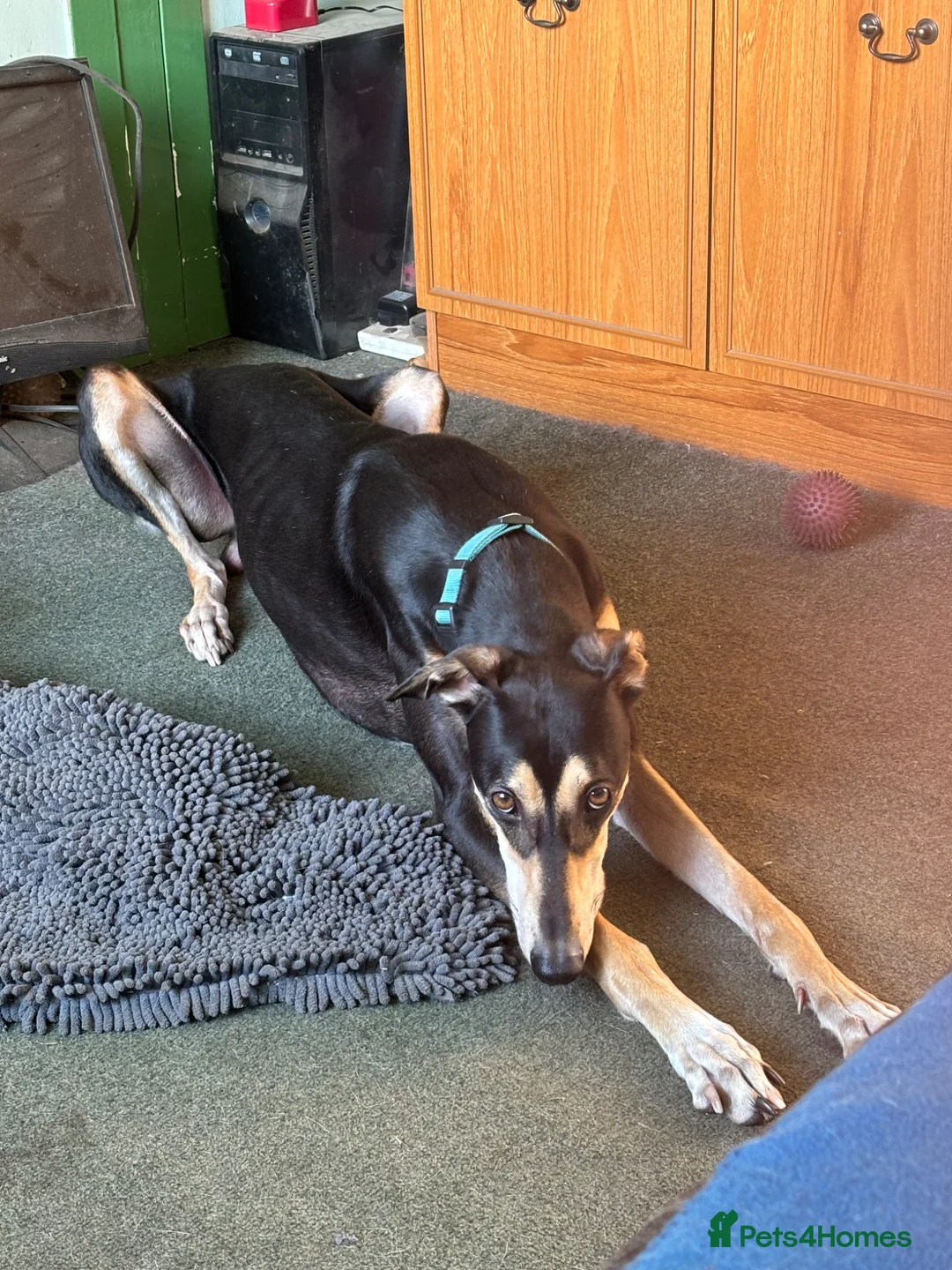 Mixed Breed dogs for sale: Chance urgently needs a home - Advert 3