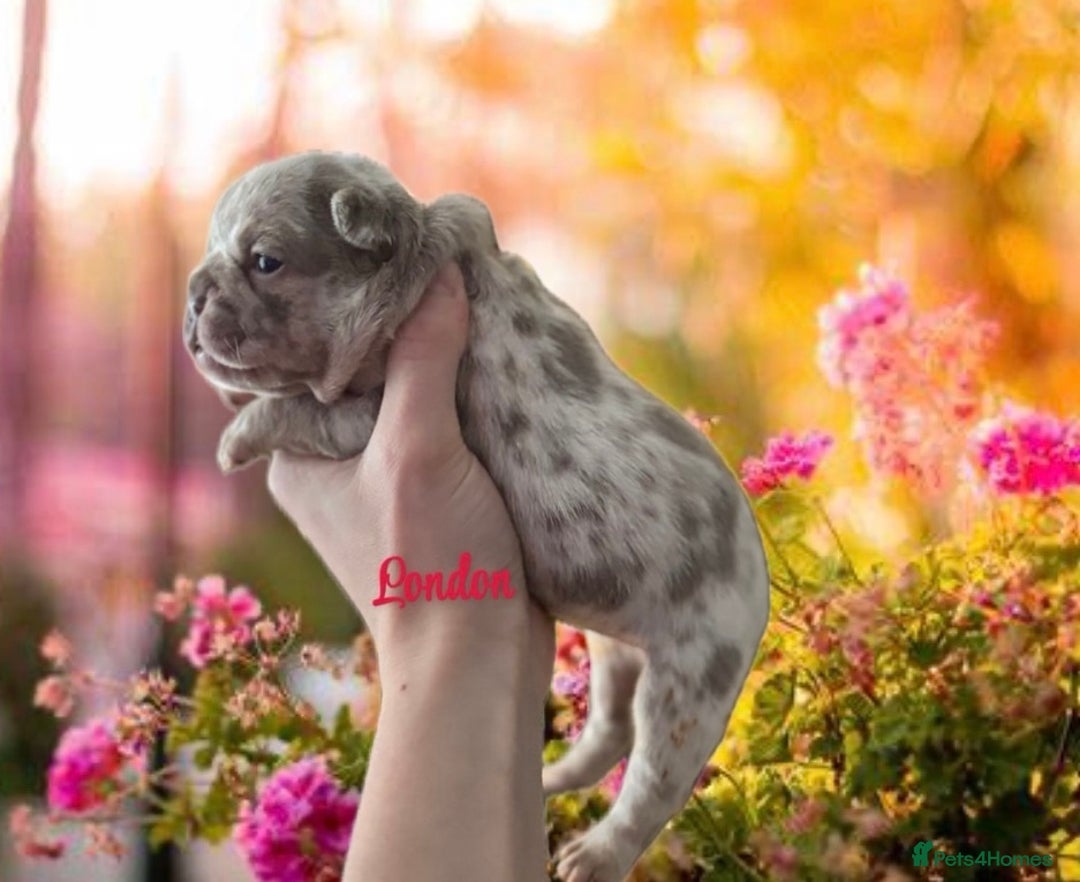 French Bulldog dogs for sale: Kc registered new shade french bulldog puppies  - Advert 24