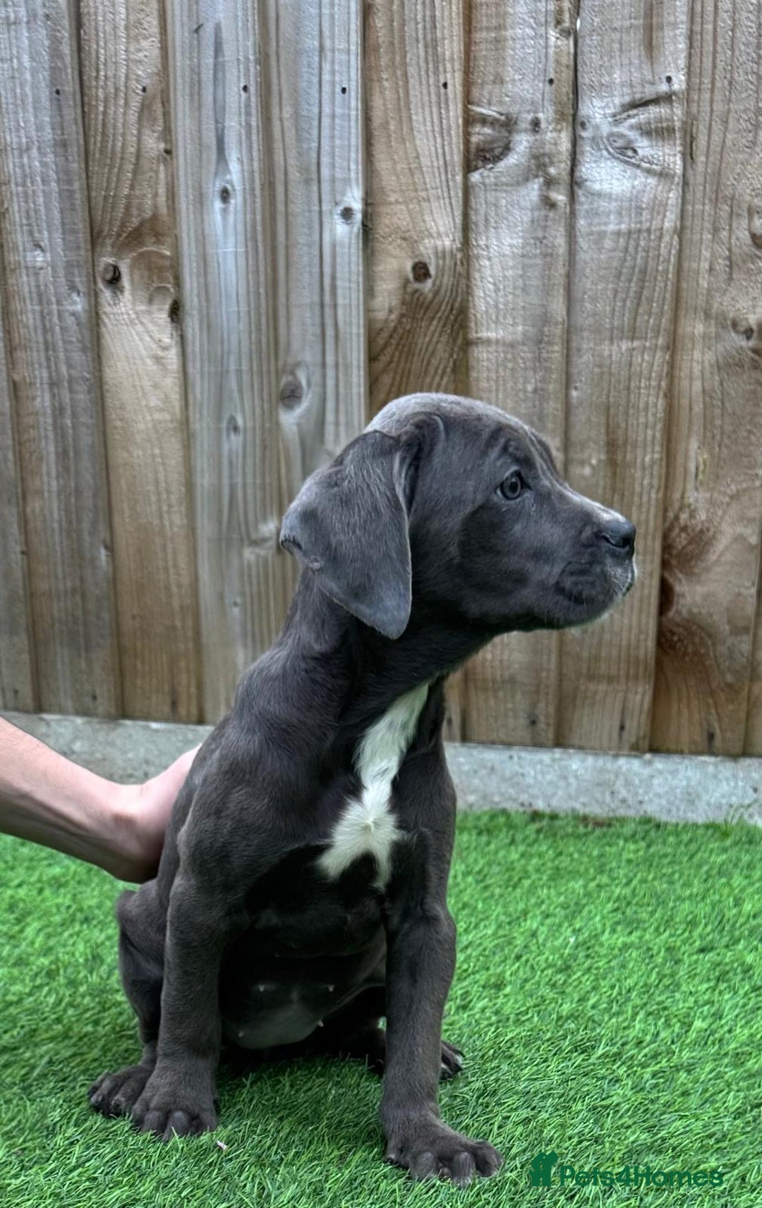 Cane Corso dogs for sale: Ready to leave - Image 6