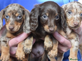 Dachshund dogs - Advert 9