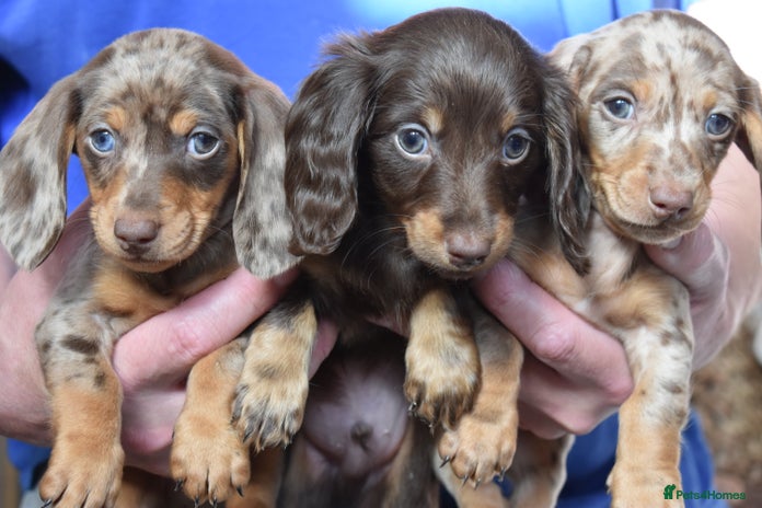 Dachshund dogs - Advert 4