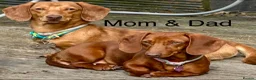 Miniature Dachshund dogs for sale: Miniature dachshund puppies in Willenhall - Advert 1