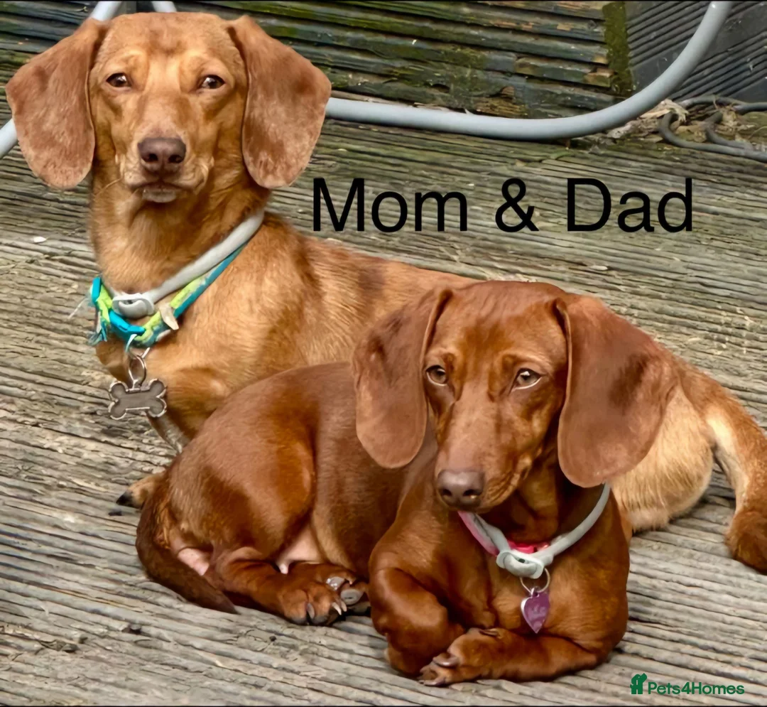 Miniature Dachshund dogs for sale: Miniature dachshund puppies in Willenhall - Advert 1