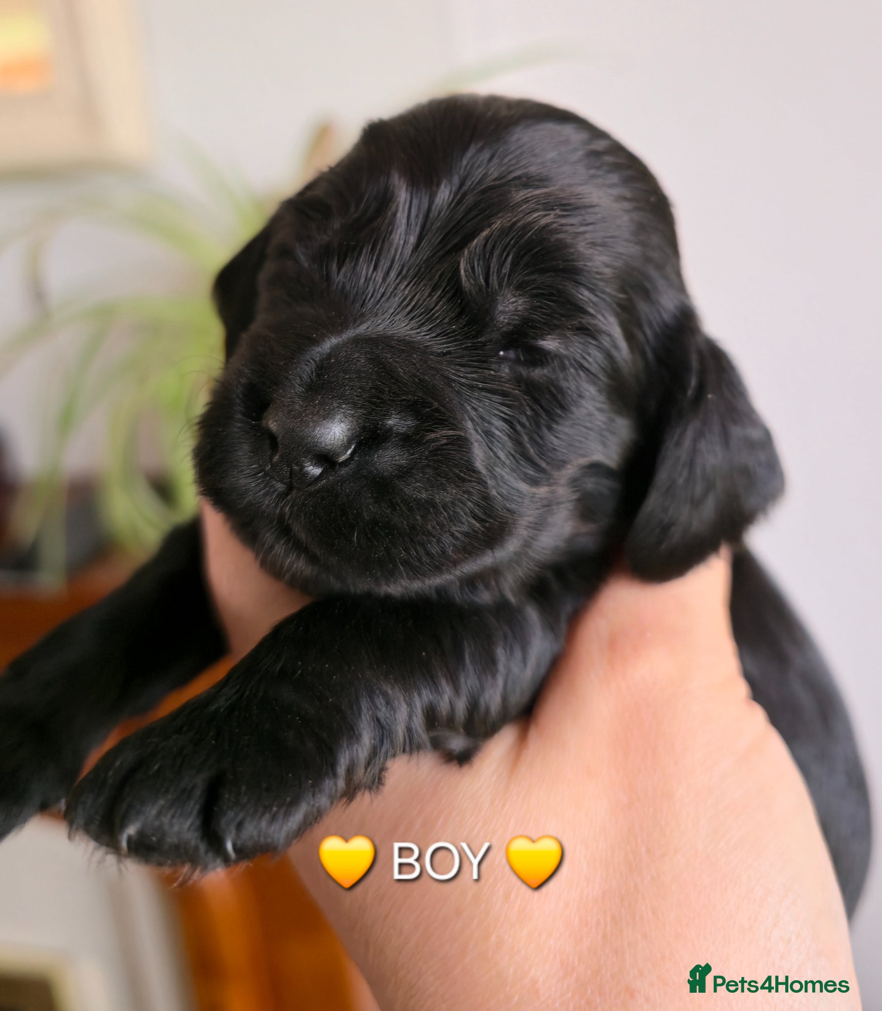 Cocker Spaniel dogs Beautiful Show Cocker Spaniel KC Reg Puppies - Advert 1