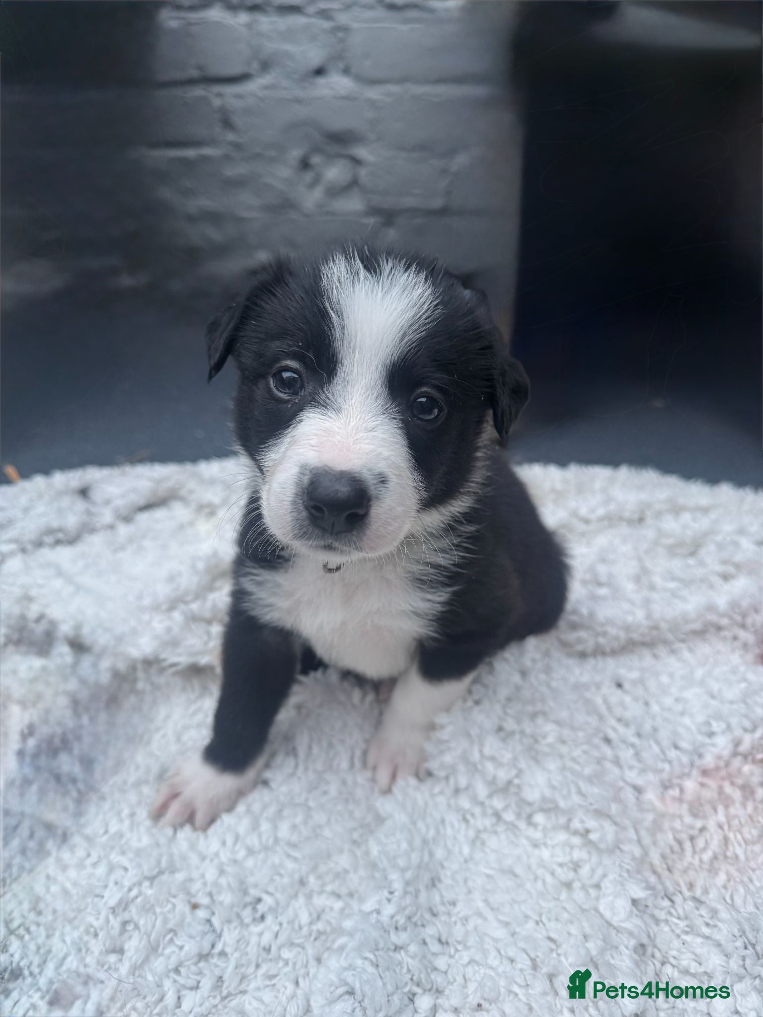 Mixed Breed dogs Bearded Collie x Border Collie Puppies - Advert 4