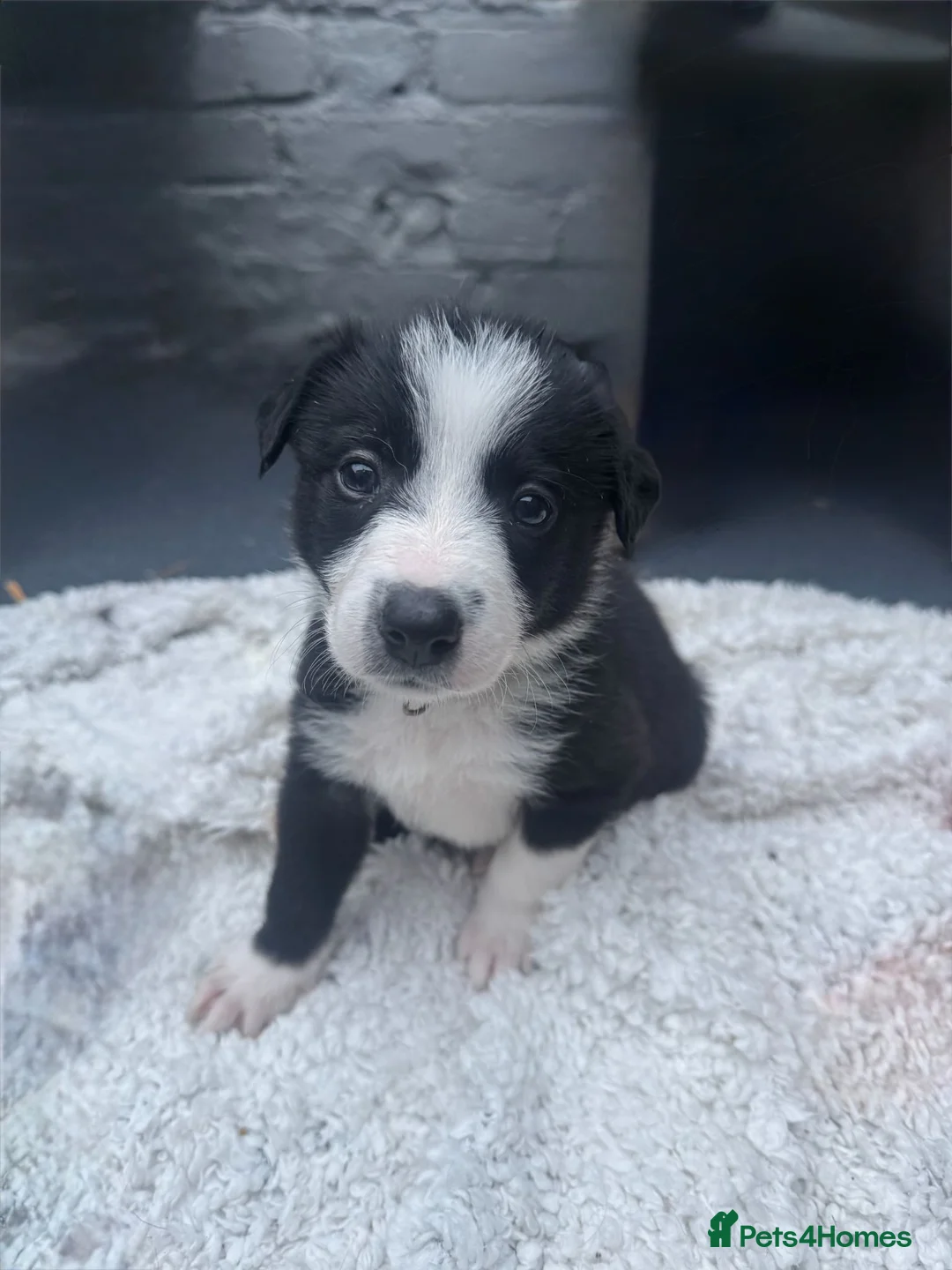 Mixed Breed dogs for sale: Bearded Collie x Border Collie Puppies - Advert 1