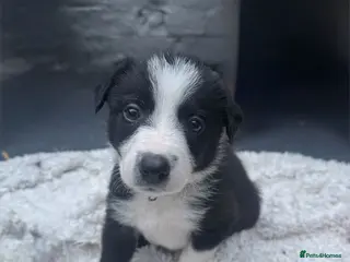 Mixed Breed dogs Bearded Collie x Border Collie Puppies - Advert 1