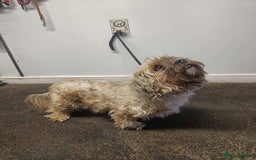 Shih Tzu dogs for adoption: Arlo - Fakenham Norfolk  - Image 6