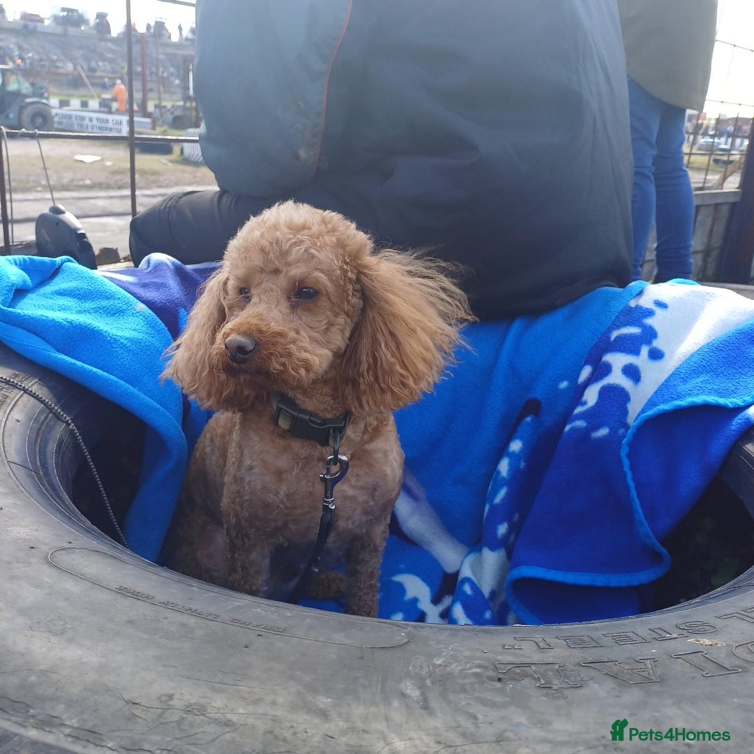 Miniature Poodle dogs for stud: Chocolate brown Miniature Poodle Stud - Advert 9