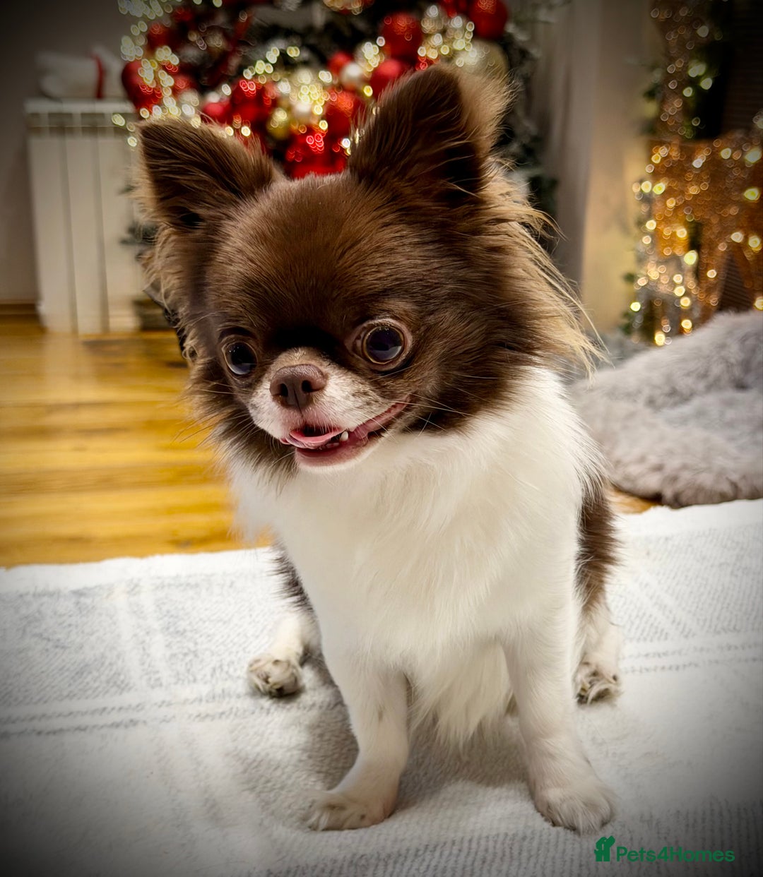 Chihuahua dogs for stud: KC registered/health tested  in London - Advert 2