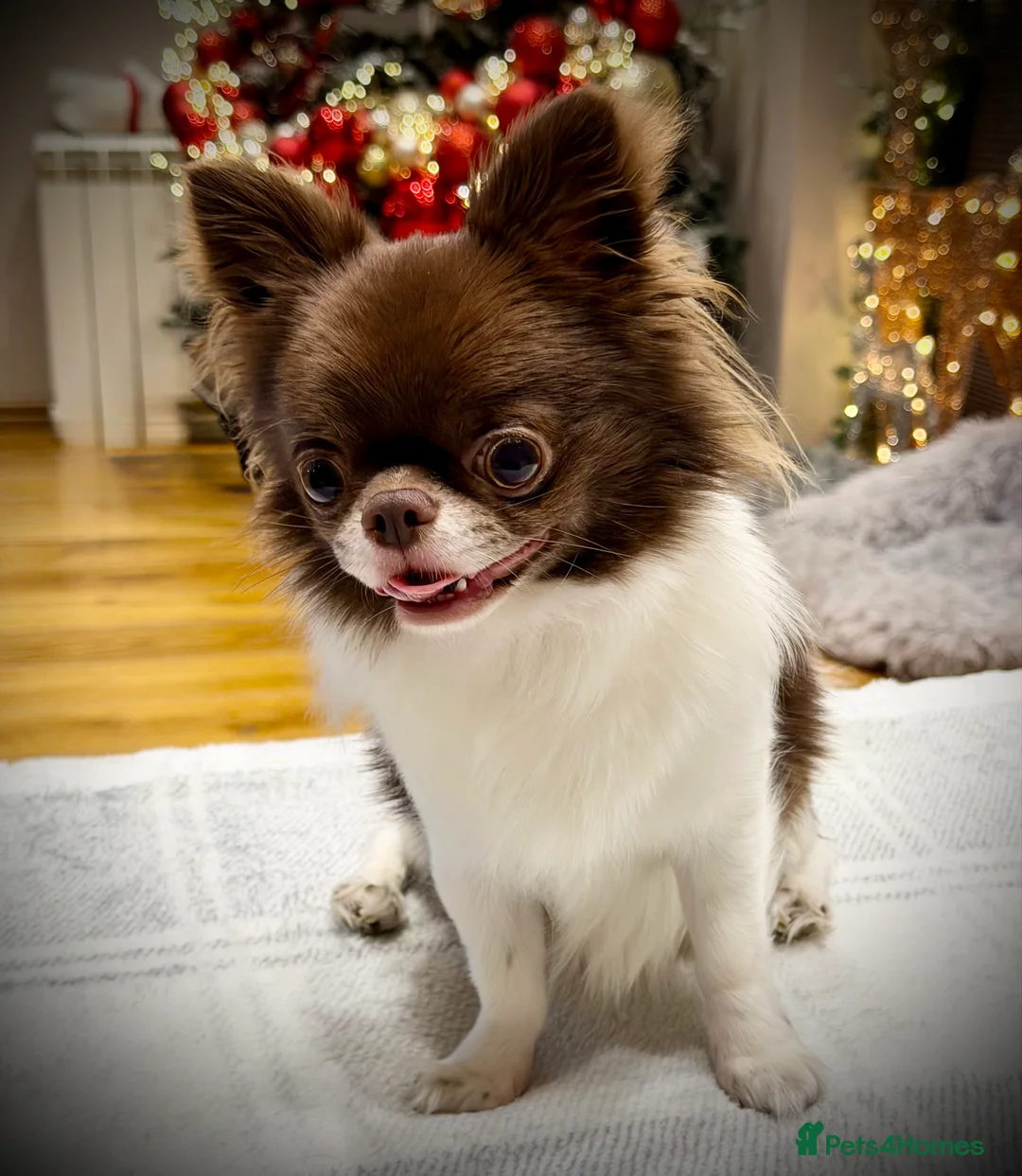 Chihuahua dogs for stud: KC registered/health tested  in London - Advert 2