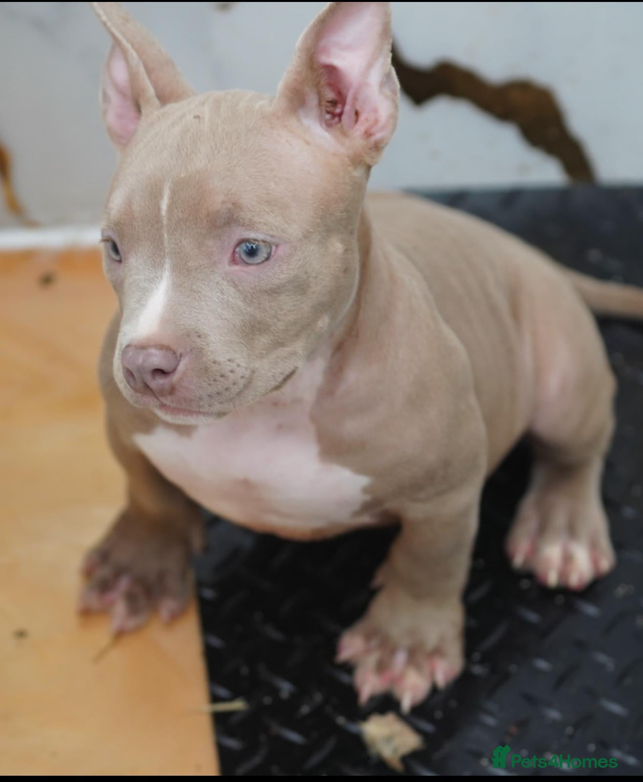American Bully dogs Lushion x LaGerza Pocket Bully Puppies  - Advert 1