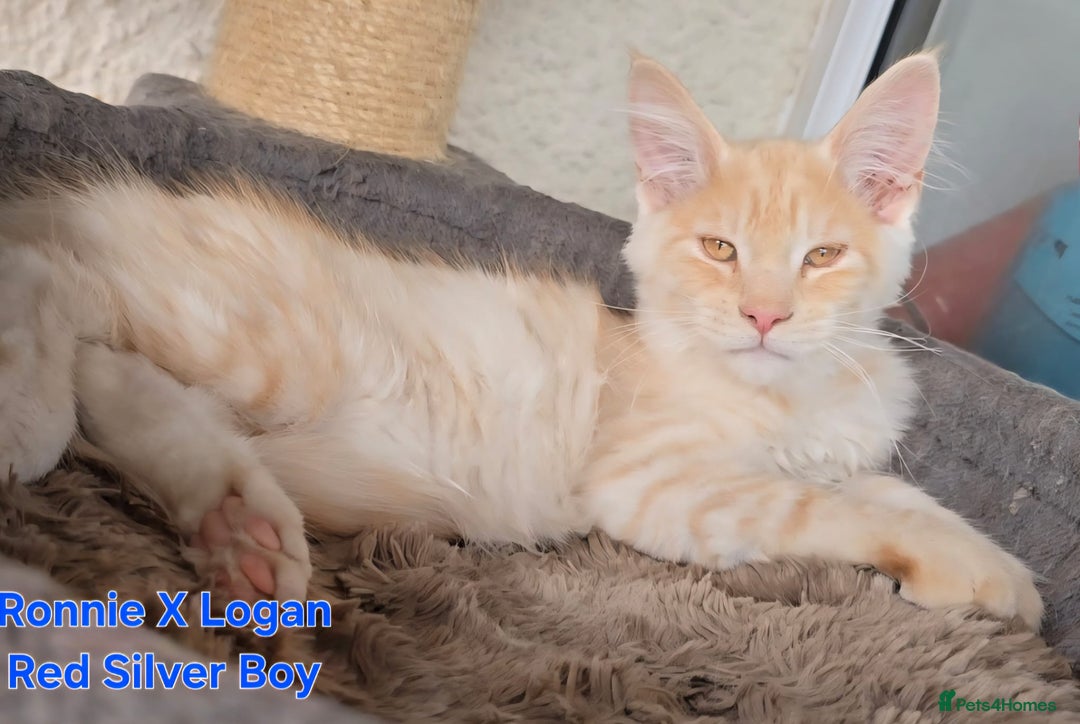 Maine Coon cats for sale: VARIOUS FULL PEDIGREE MAINE COON KITTENS FOR SALE in Rotherham - Image 20