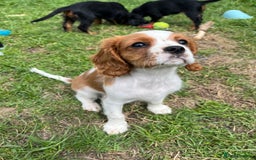 Cavalier King Charles Spaniel dogs for sale: Cavalier King Charles  - Image 1