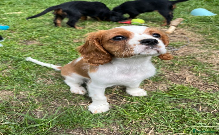 Cavalier King Charles Spaniel dogs - Advert 16