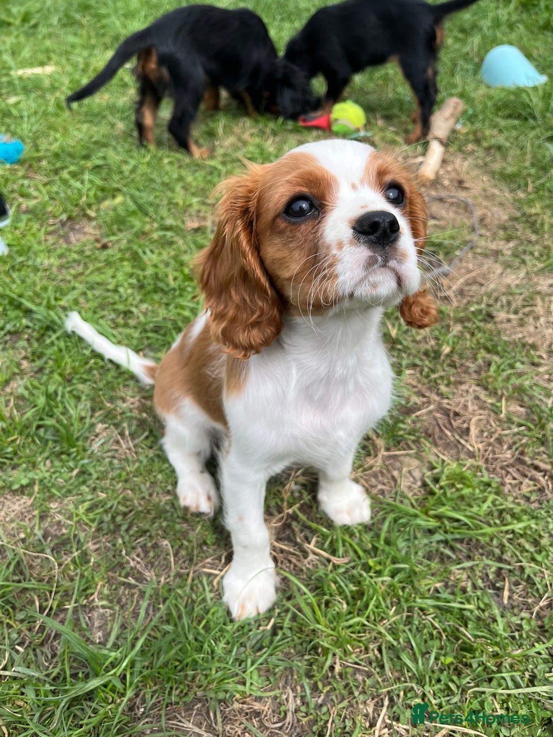 Cavalier King Charles Spaniel dogs for sale: Cavalier King Charles  - Image 1