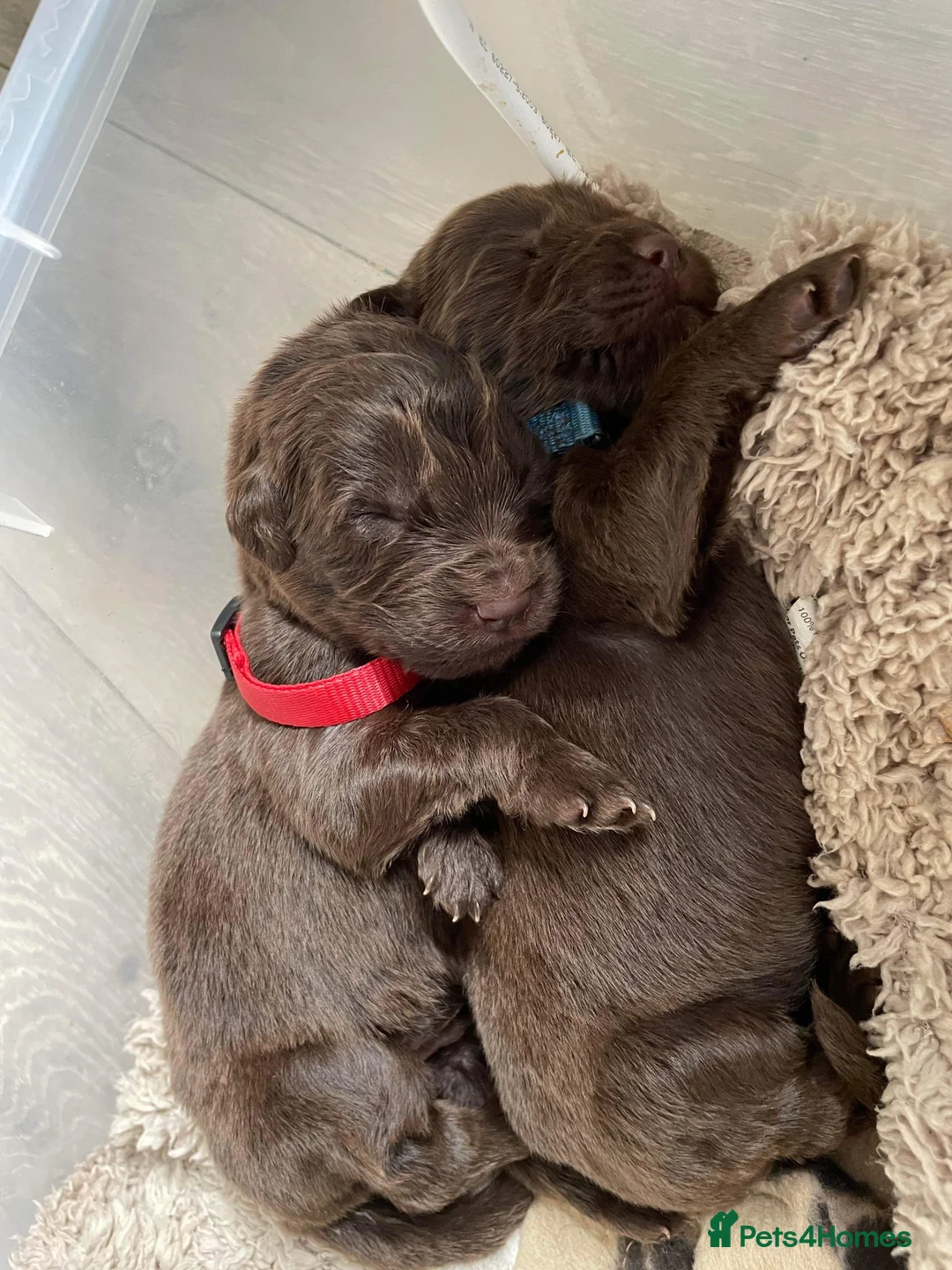 Newfoundland dogs for stud: KC REGISTERED NEWFOUNDLAND STUD HEALTH TESTED  in Basildon - Advert 9