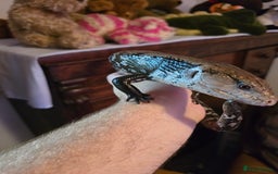 Skink reptiles for sale: Rehoming two Indonesian blue-tongued skink - Image 4