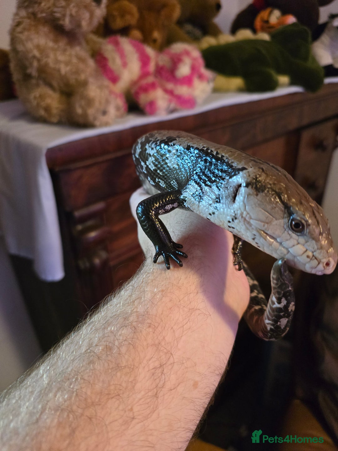 Skink reptiles for sale: Rehoming two Indonesian blue-tongued skink - Image 4