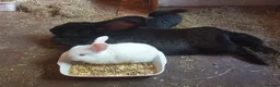 Continental Giant rabbits for sale: Baby giant rabbits in Newton Abbot - Advert 6