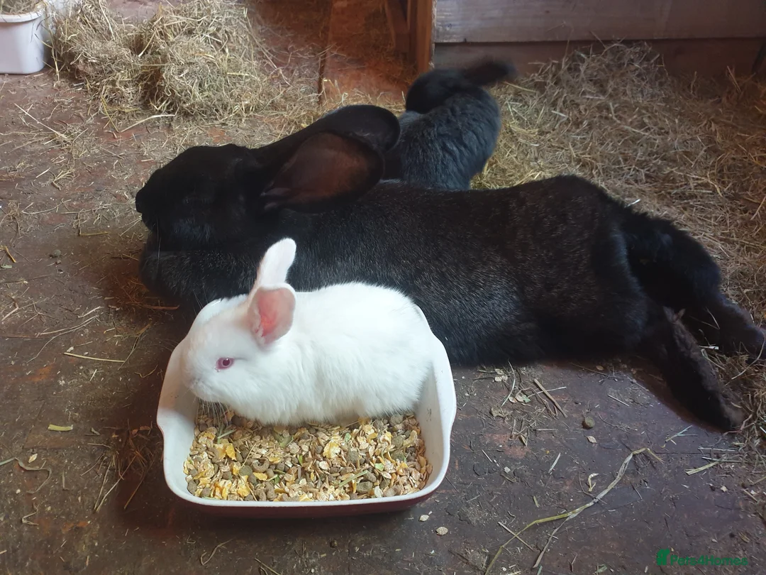 Continental Giant rabbits for sale: Baby giant rabbits - Advert 7