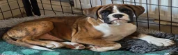 Boxer dogs for sale: Stunning Red Brindle/white Male Puppy - Advert 13