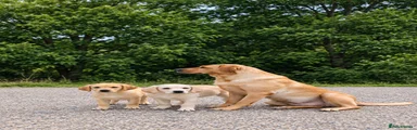 Labrador Retriever 1