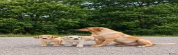 Labrador Retriever dogs for sale: 🐾 Golden Labrador retriever top bloodlines  in Crook - Advert 5