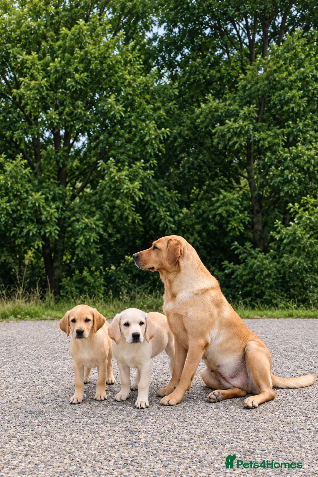 Labrador Retriever dogs for sale: 🐾 Golden Labrador retriever top bloodlines  in Crook - Advert 5