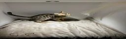 Bengal cats for sale: Tica Registered Pedigree Bengal kittens in Leeds - Advert 10