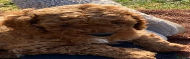 Cavapoo Puppy 1