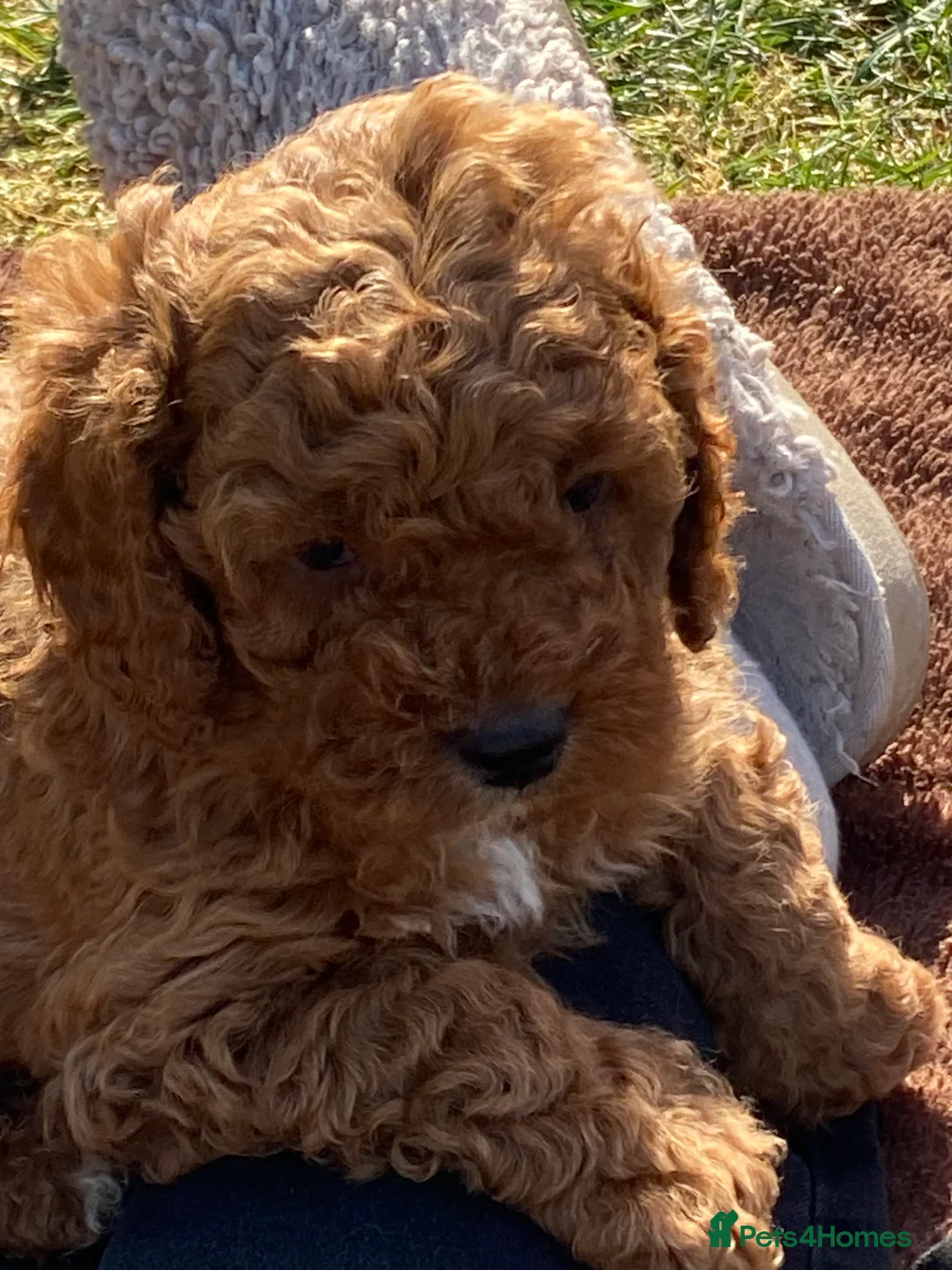 Cavapoo dogs for sale: Cavapoo F1B - Advert 2