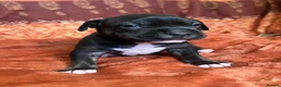 Staffordshire Bull Terrier dogs for sale: Staffordshire Bull Terrier Puppies🐾 - Advert 3