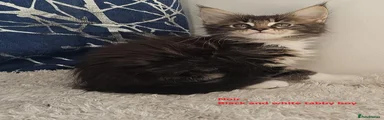 Foresttail Noir