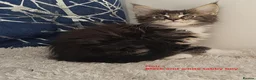 Maine Coon cats for sale: GCCF Maine Coon kittens - registered breeder - Advert 9
